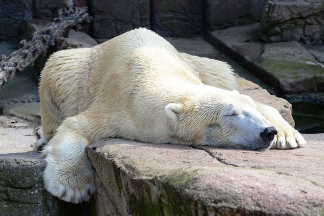 Isbjørnen sover